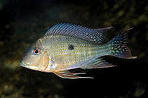 Image of Geophagus surinamensis (Redstriped eartheater)