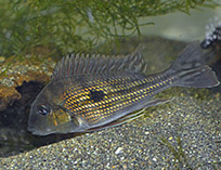 Image of Geophagus winemilleri 