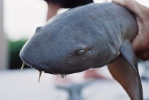 Image of Ginglymostoma cirratum (Nurse shark)