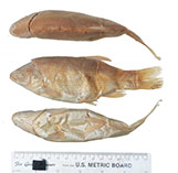 Image of Gila crassicauda (Thicktail chub)