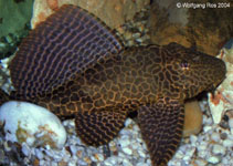 Image of Pterygoplichthys gibbiceps (Leopard pleco)