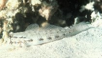 Image of Gnatholepis thompsoni (Goldspot goby)