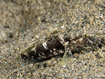 Image of Gobius bontii 