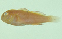 Image of Gobiodon multilineatus 