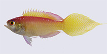 Image of Grammatonotus brianne (Batangas groppo)