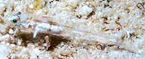 Image of Grallenia lauensis (Lau goby)