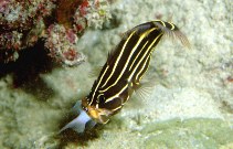 Image of Grammistes sexlineatus (Goldenstriped soapfish)