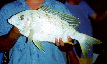 Image of Gymnocranius audleyi (Collared large-eye bream)