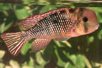 Image of Gymnogeophagus labiatus (Earth eater)