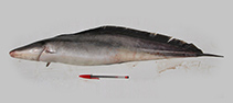 Image of Gymnarchus niloticus (Aba)