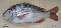 Image of Gymnocranius satoi (Blacknape large-eye bream)