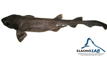 Image of Bythaelurus canescens (Dusky catshark)