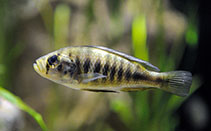 Image of Haplochromis melanopterus 