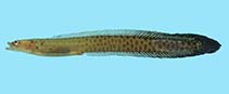 Image of Halimuraena shakai (Zulu snakelet)