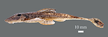 Image of Harttia tuna 