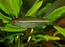 Image of Hemigrammus bellottii 