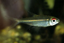 Image of Hemigrammus bellottii 