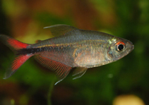 Image of Hemigrammus filamentosus 