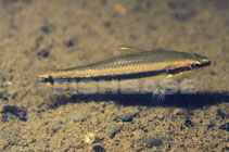 Image of Hemieleotris latifasciata (Pygmy sleeper)