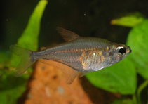 Image of Heterocharax macrolepis 