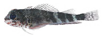 Image of Helcogramma nigra (Rotuma triplefin)