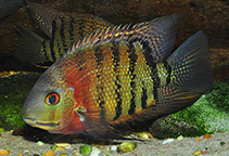 Image of Heros severus (Banded cichlid)