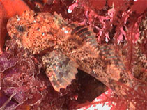 Image of Hemilepidotus spinosus (Brown Irish lord)