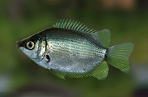 Image of Helostoma temminckii (Kissing gourami)