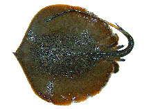 Image of Fluvitrygon kittipongi 