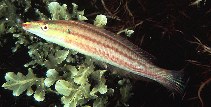 Image of Hologymnosus doliatus (Pastel ringwrasse)