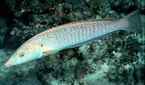 Image of Hologymnosus doliatus (Pastel ringwrasse)