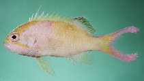 Image of Odontanthias grahami 