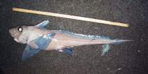 Image of Hydrolagus affinis (Smalleyed rabbitfish)