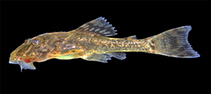 Image of Hypostomus affinis 