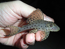 Image of Hypostomus coppenamensis 