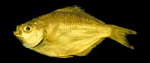 Image of Hyperprosopon ellipticum (Silver surfperch)