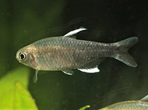 Image of Hyphessobrycon negodagua 