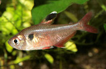 Image of Hyphessobrycon pando (Pando tetra)