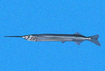 Image of Hyporhamphus snyderi (Skipper halfbeak)