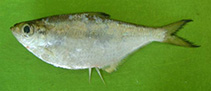 Image of Ilisha melastoma (Indian ilisha)