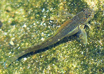 Image of Istiblennius bellus (Imspringer)