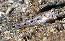 Image of Istigobius nigroocellatus (Black-spotted goby)