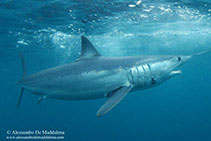 Image of Isurus oxyrinchus (Shortfin mako)