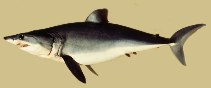 Image of Isurus oxyrinchus (Shortfin mako)