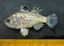 Image of Jaydia queketti (Spotfin cardinal)