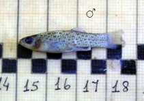 Image of Jenynsia lineata (Onesided livebearer)