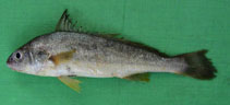 Image of Johnius macrorhynus (Big-snout croaker)