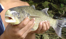 Image of Joturus pichardi (Bobo mullet)