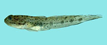 Image of Apocryptodon madurensis (Madura goby)