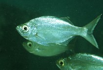 Image of Kuhlia sandvicensis (Hawaiian flagtail)